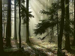 Coniferous forest with morning sun rays