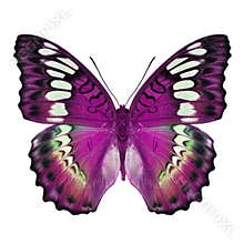 Beautiful pink butterfly
