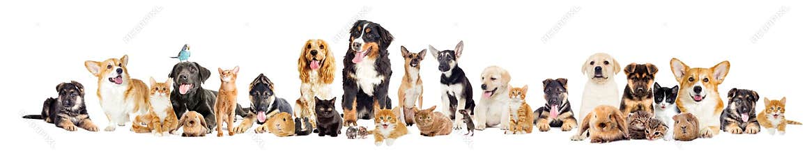 Group of pets