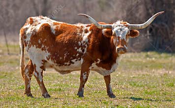 Texas Longhorn Cow