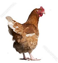 Brown hen (2 years old)