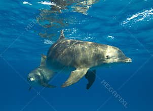 Curious Spotted Dolphin