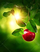 Red apple on a tree
