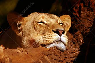 Resting lion