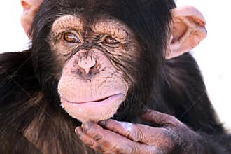 Confused Chimpanzee