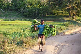 Handsome Malagasy boy with bananas