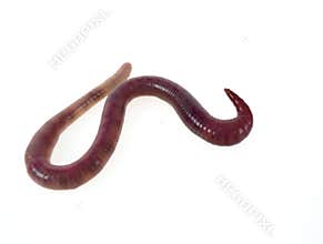 Earthworm
