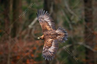 Golden Eagle, flying before autumn forest, brown bird of prey with big wingspan, Norway. Action wildlife scene from nature. Eagle