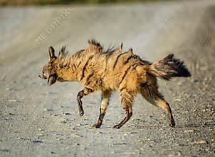 Aardwolf Shaking