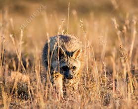 Aardwolf