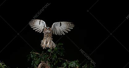 Long Eared Owl, asio otus, Adult in Flight, Normandy in France,