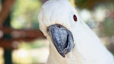 Cockatoo portrait
