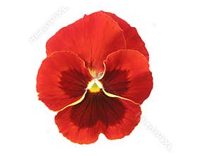Design Elements: Red Pansy