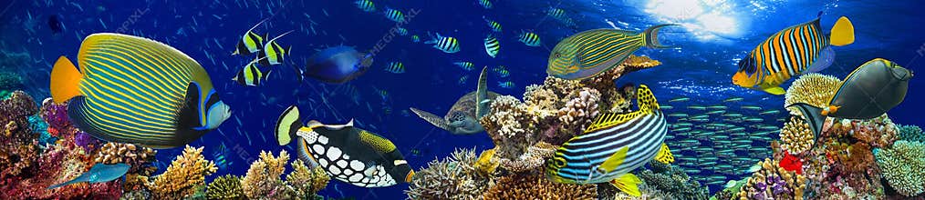 Underwater coral reef landscape panorama background