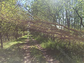 Broken tree over dirt path