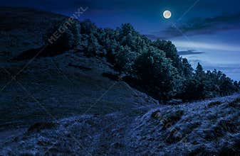 Path through forest on hillside meadow at night