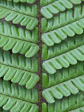 Green fern leaf