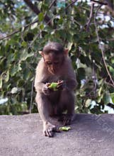 A monkey eats cucumber