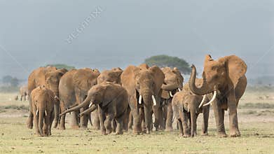 Herd of African Elephants in Amboseli, Kenya