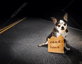Lost dog