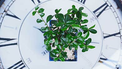 View from above, close-up. A green bonsai tree rotates on the dial of a large clock. An idea for a theme about time and