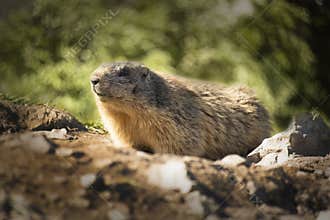 Spermophilus citellus