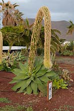 Agave plant bloom