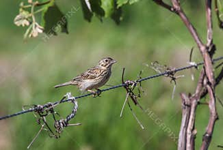 Vesper Sparrow
