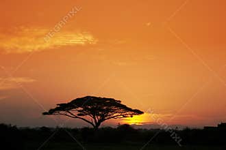 Acacia Tree at Sunrise