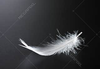 White feather