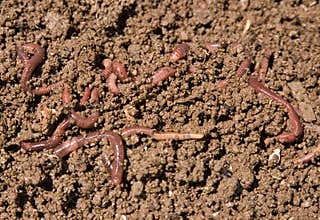 Composting garden worms