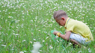 A child, a boy, sits in the grass, among the daisies, and examines his net, insects. Summer, outdoors, in the forest