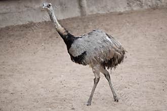 Greater rhea Rhea americana