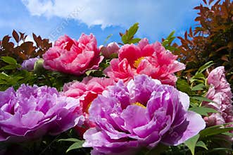 Peonies