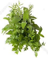Aromatic herbs