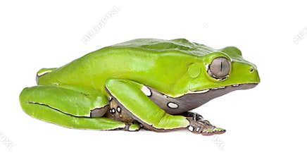 Giant leaf frog - Phyllomedusa bicolor