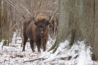 Wisent's male