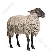 Suffolk sheep - (6 years old)