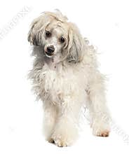 Chinese Crested Dog - Powderpuff (1 year old)