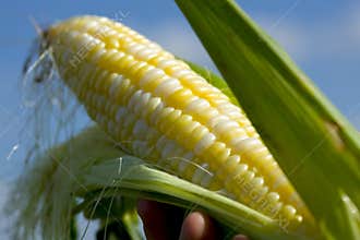 Sweet Corn