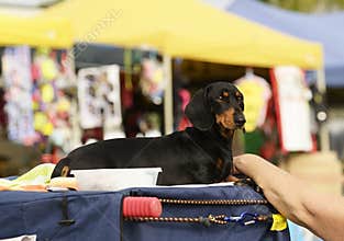 Black tan Dachshund dog enjoying day out
