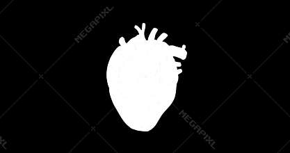 Human Heart Anatomy 2D Animation