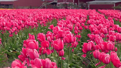 Skagit Valley Tulips, Washington State zoom 4K. UHD