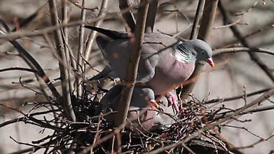 Common wood pigeons, Columba palumbus, building a nest..