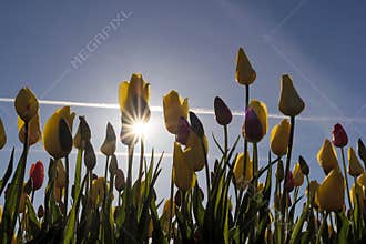 Tulips Blooming with Sun Star Burst springtime