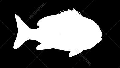 Snapper Fish Swimming 2D Animation