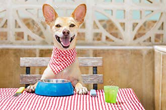 Dog eating a the table with food bowl