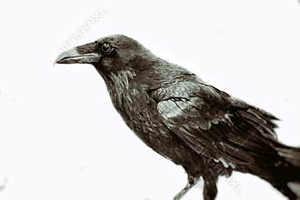 Classic Black Raven