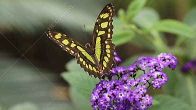 Butterfly on flower
