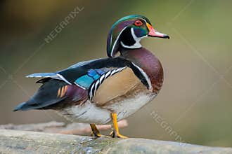 Wood Duck